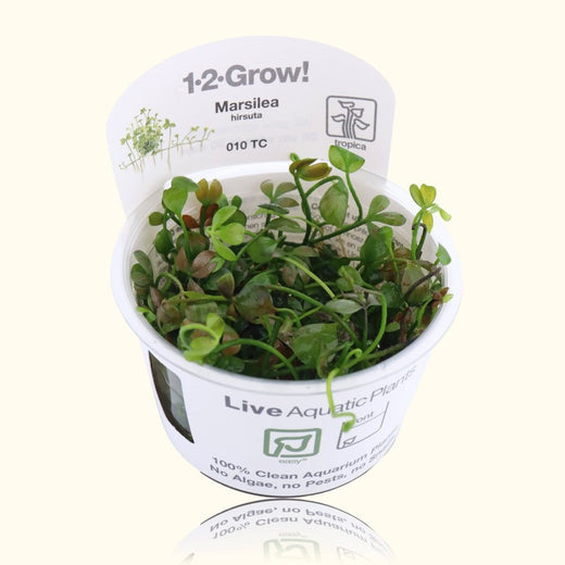 marsilea-hirsuta-tissue-culture-9815559
