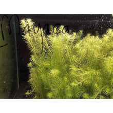 Load image into Gallery viewer, Plants Live Plants Mayaca Fluviatilis
