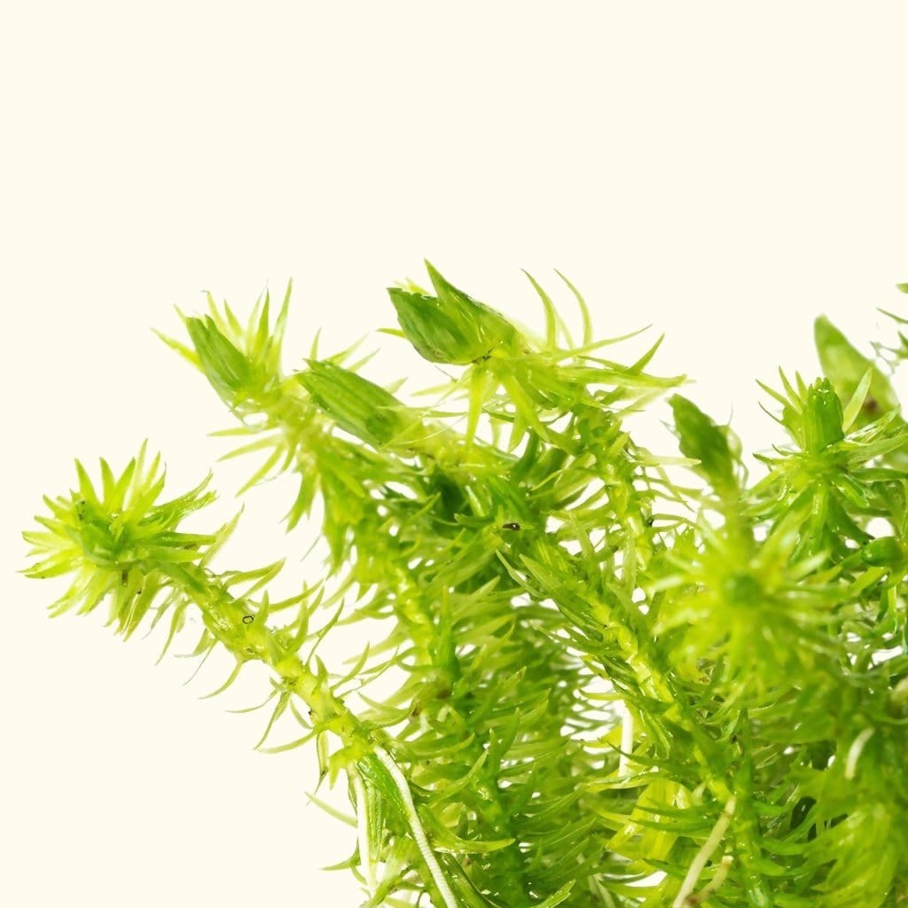 mayaca-fluviatilis-1902300