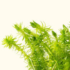 Mayaca Fluviatilis - Aquarium Co - Op