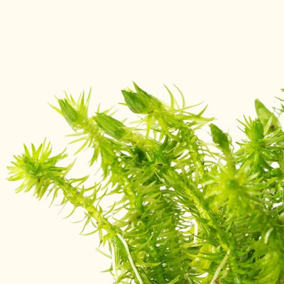 Mayaca Fluviatilis - Aquarium Co - Op