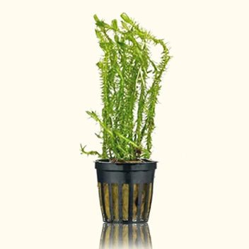 Mayaca Fluviatilis - Aquarium Co - Op