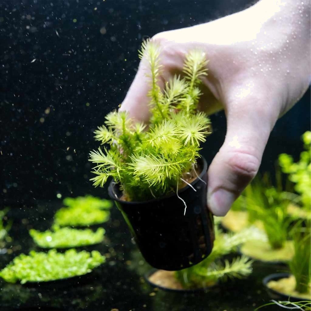 mayaca-fluviatilis-6584410