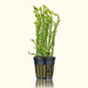 Mayaca Fluviatilis