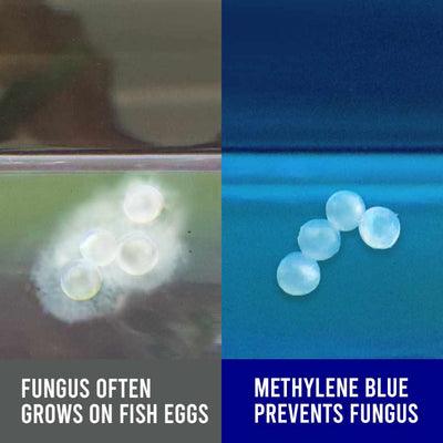 Methylene Blue - Aquarium Co - Op