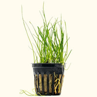 Link to: Live Plants