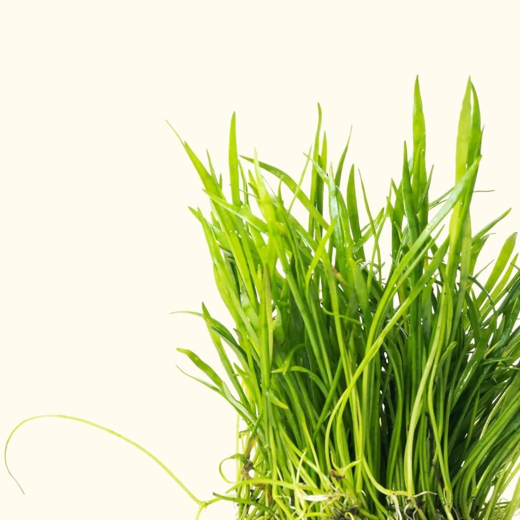 Micro Sword | Fish Tank Plants | Live Aquarium Plants for Sale – Aquarium  Co-Op