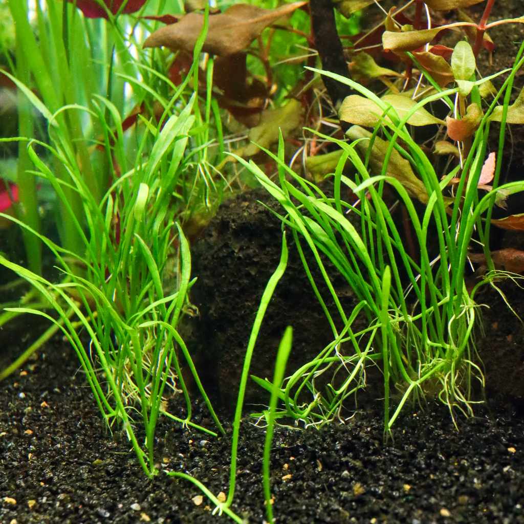 Micro Sword, Fish Tank Plants