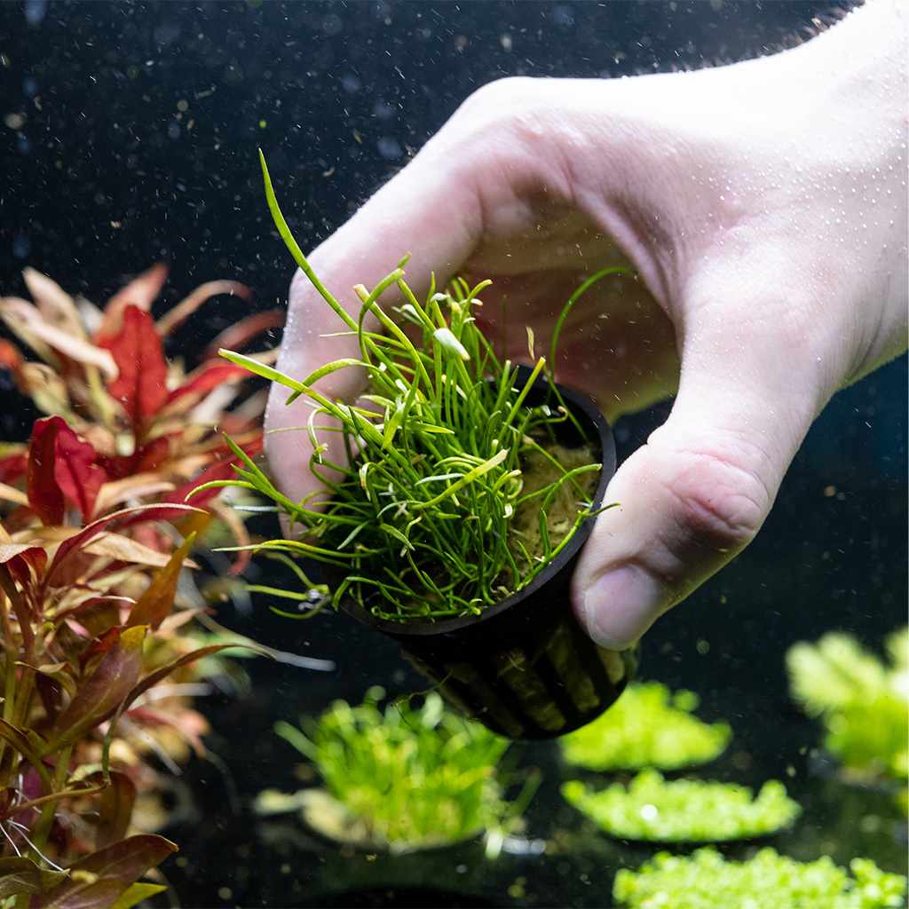 8 Small Green Vanilla Sword Grass Aquarium Plastic Plants – Stone Base, Freshwater