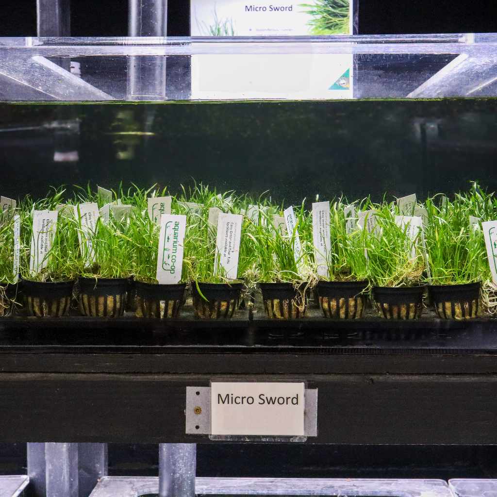 Micro Sword | Fish Tank Plants | Live Aquarium Plants for Sale ...