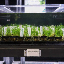 Load image into Gallery viewer, Micro Sword - Aquarium Co - Op
