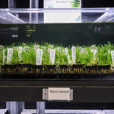 Micro Sword - Aquarium Co - Op