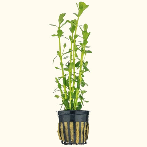 Plants Live Plants Moneywort