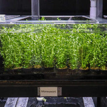 Load image into Gallery viewer, Moneywort - Aquarium Co - Op
