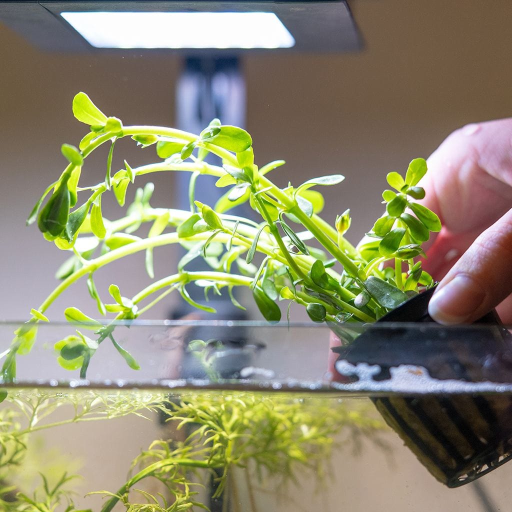 money plant fish tank Moneywort | Fish Tank Plants