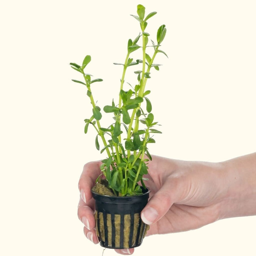 money wort plant Moneywort | Fish Tank Plants