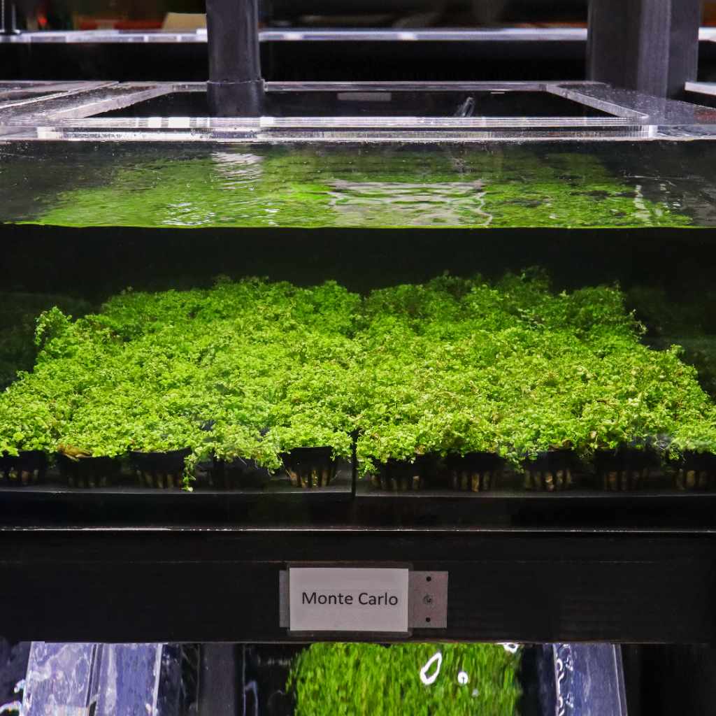 monte carlo aquarium plant seeds Monte Carlo