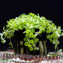 Load image into Gallery viewer, Monte Carlo - Aquarium Co - Op
