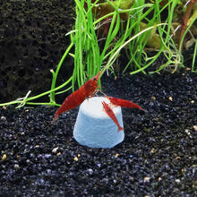 Load image into Gallery viewer, Central Pet Fish Food Nano Banquet Food Blocks
