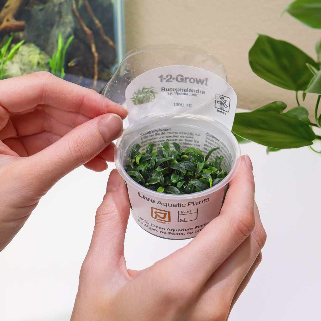 Bucephalandra 'Needle Leaf' Tissue Culture | Aquarium Plants for