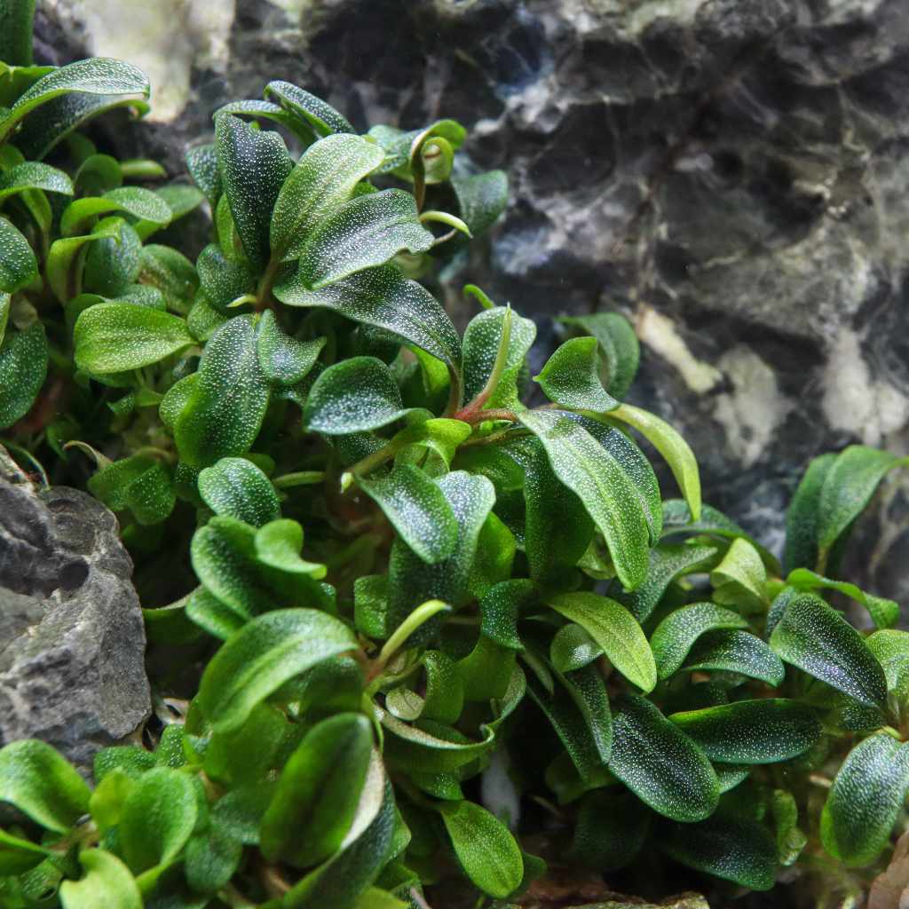 Bucephalandra 'Needle Leaf' Tissue Culture | Aquarium Plants for