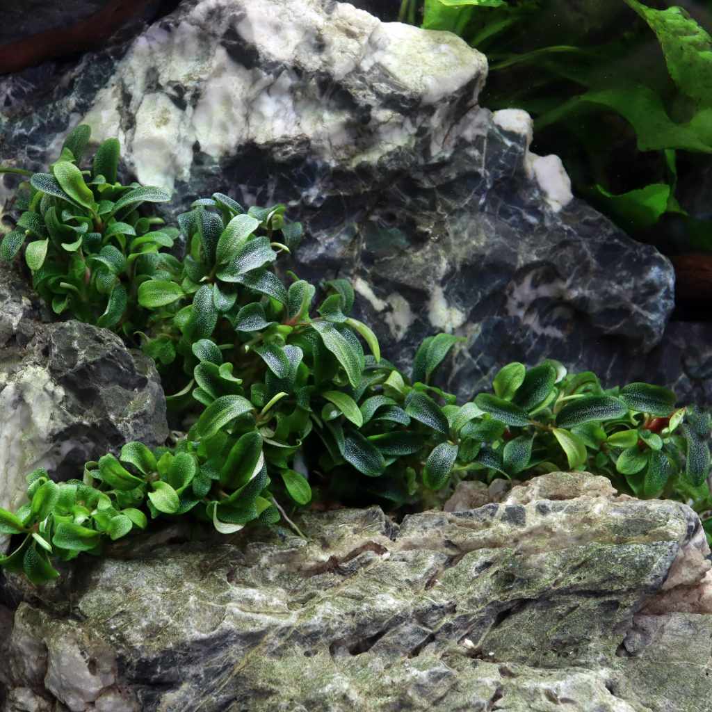 Bucephalandra 'Needle Leaf' Tissue Culture | Aquarium Plants for