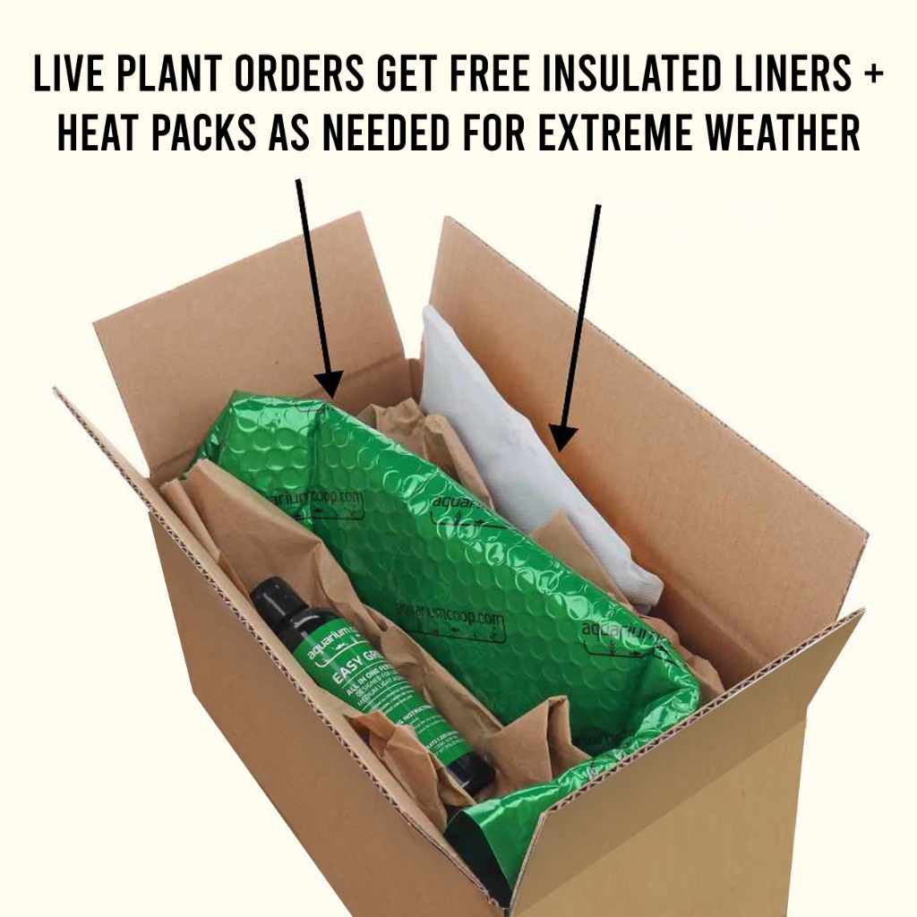 orphan-heteranthera-zosterifolia-star-grass-tissue-culture-6260146