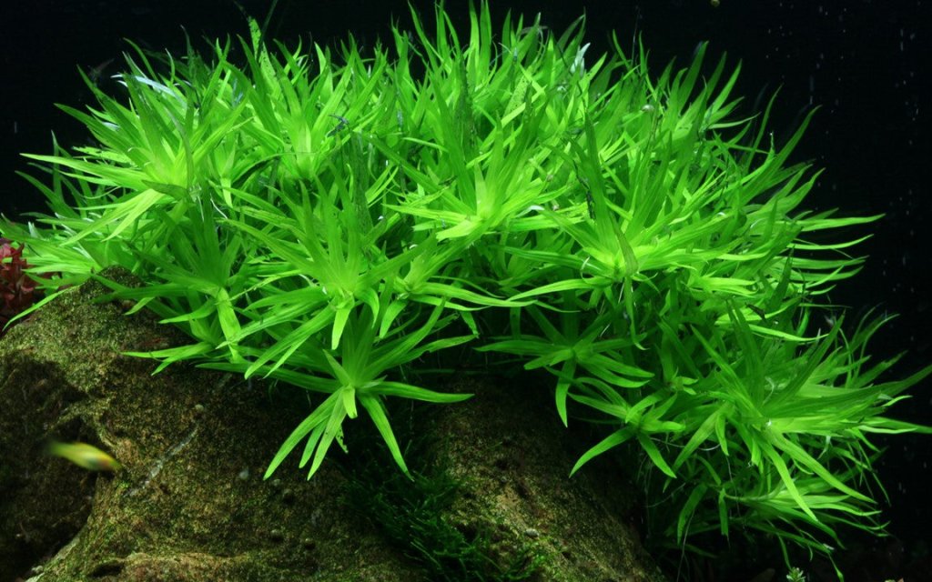 orphan-heteranthera-zosterifolia-star-grass-tissue-culture-6282108