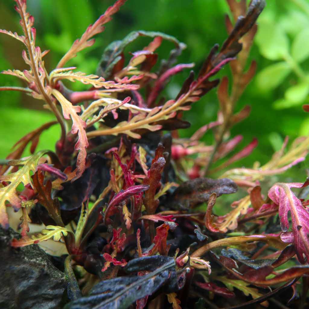 orphan-hygrophila-pinnatifida-tissue-culture-3598177