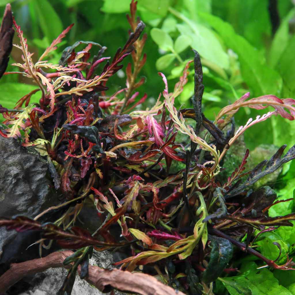 Hygrophila pinnatifida