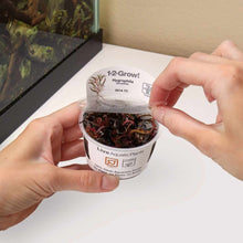 Load image into Gallery viewer, &amp;quot;Orphan&amp;quot; Hygrophila Pinnatifida Tissue Culture - Aquarium Co - Op
