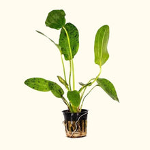 Load image into Gallery viewer, Ozelot Sword - Aquarium Co - Op
