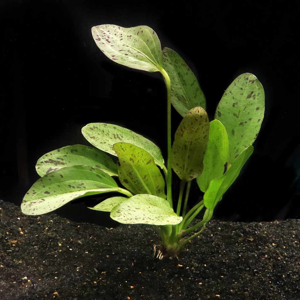 sword succulent Ozelot Sword | Aquarium Plant