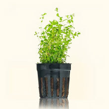 Load image into Gallery viewer, Pearl Weed - Aquarium Co - Op
