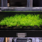 Pearl Weed - Aquarium Co - Op