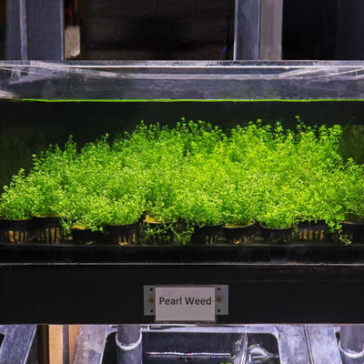 Pearl Weed - Aquarium Co - Op