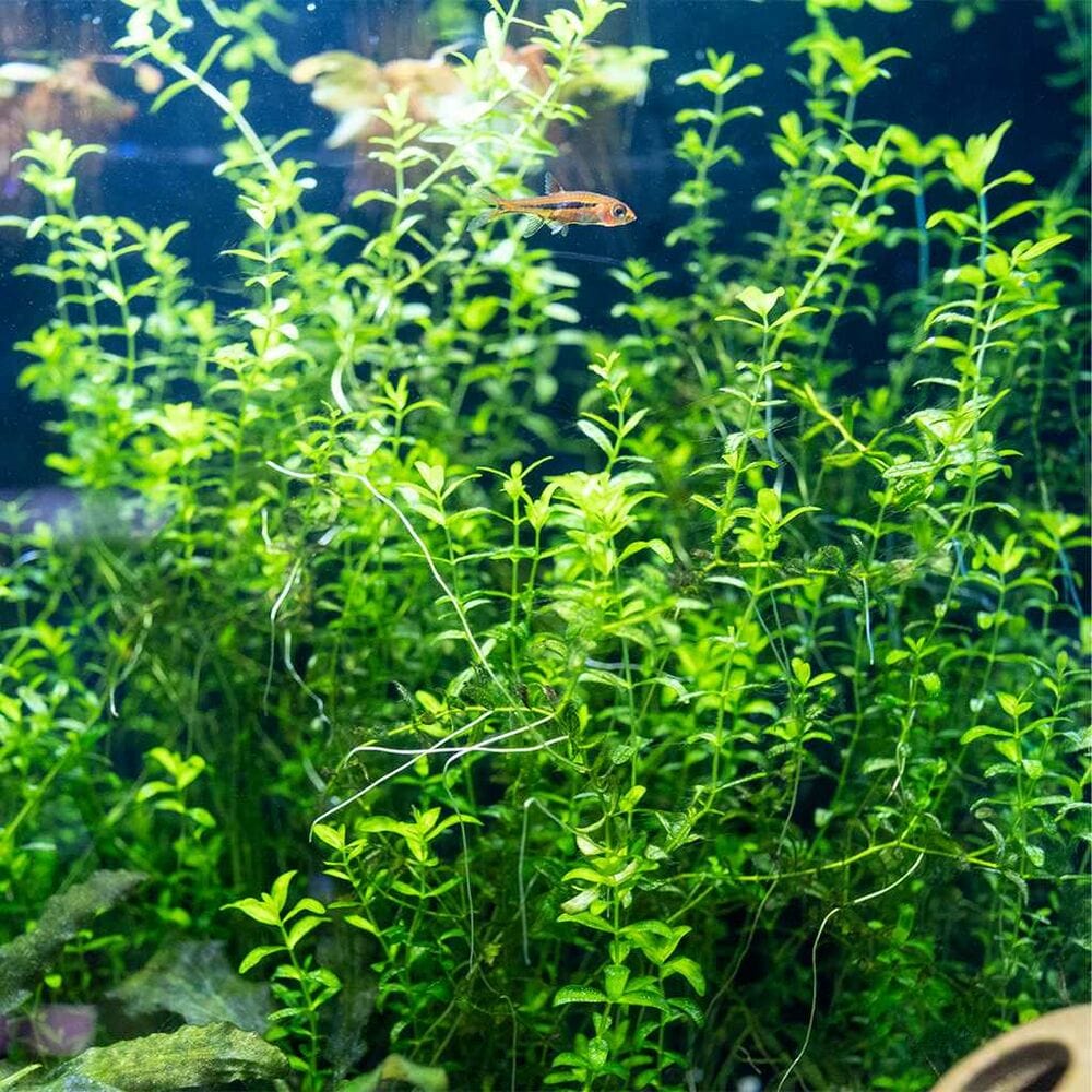prayer plant aquarium Pearl Weed