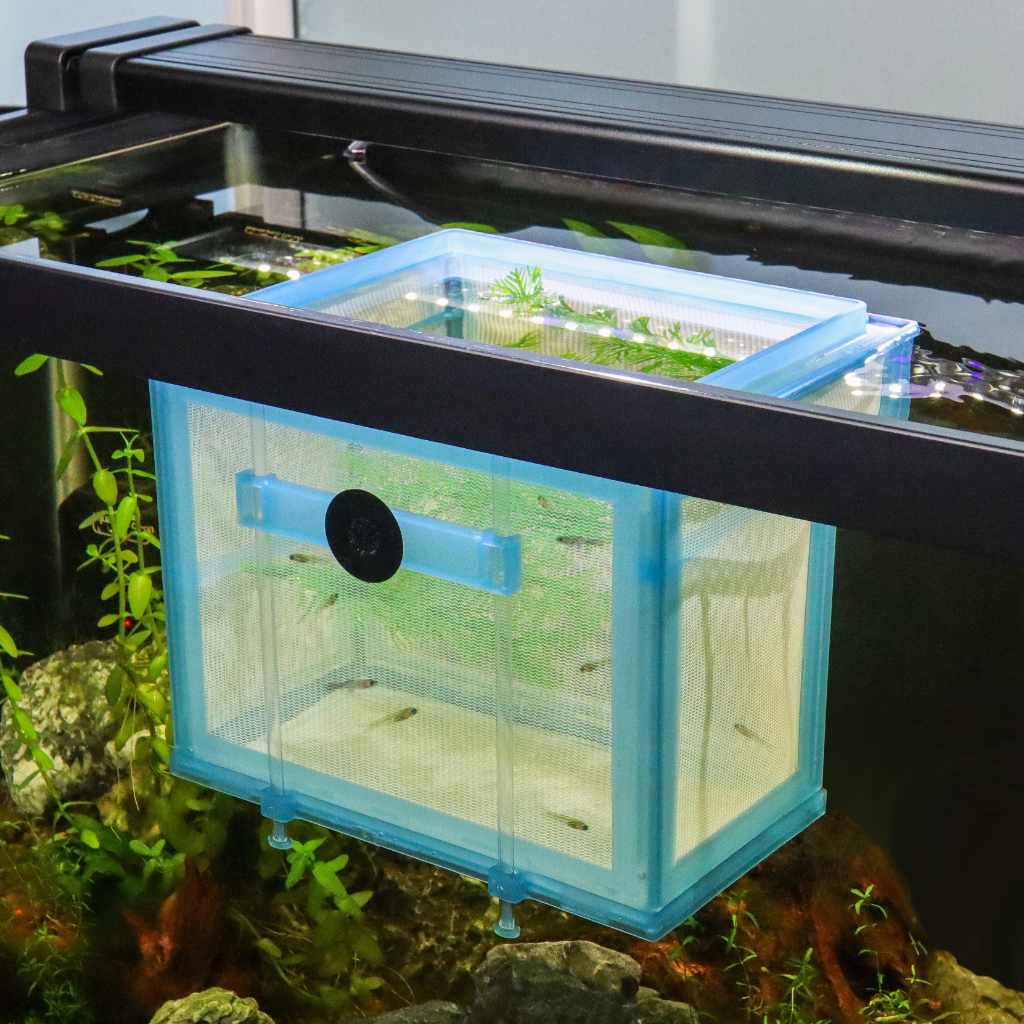 Penn Plax Deluxe Net Breeder  Fish Breeding Box for Raising Baby Fish –  Aquarium Co-Op