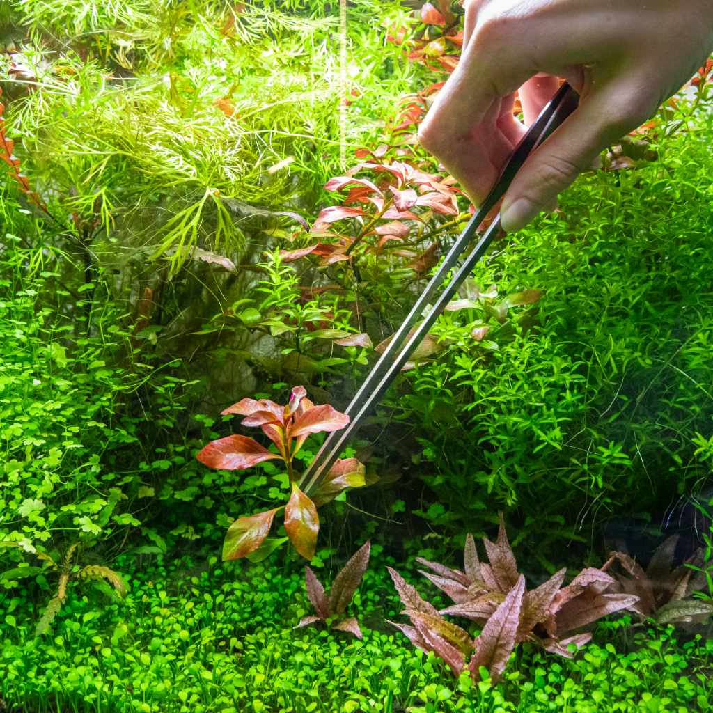 Aquarium Plant Tweezers  Aquascaping Tools for Planted Fish Tanks –  Aquarium Co-Op