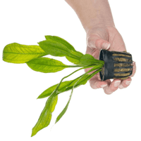 Easy Green/Easy Iron/Easy Potassium 500ml Pump Top