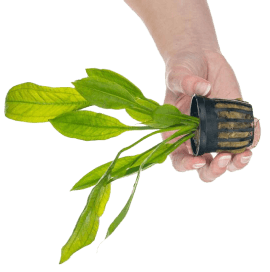 bucephalandra ghost 2015 Person's hand holding someLive Aquarium Plants