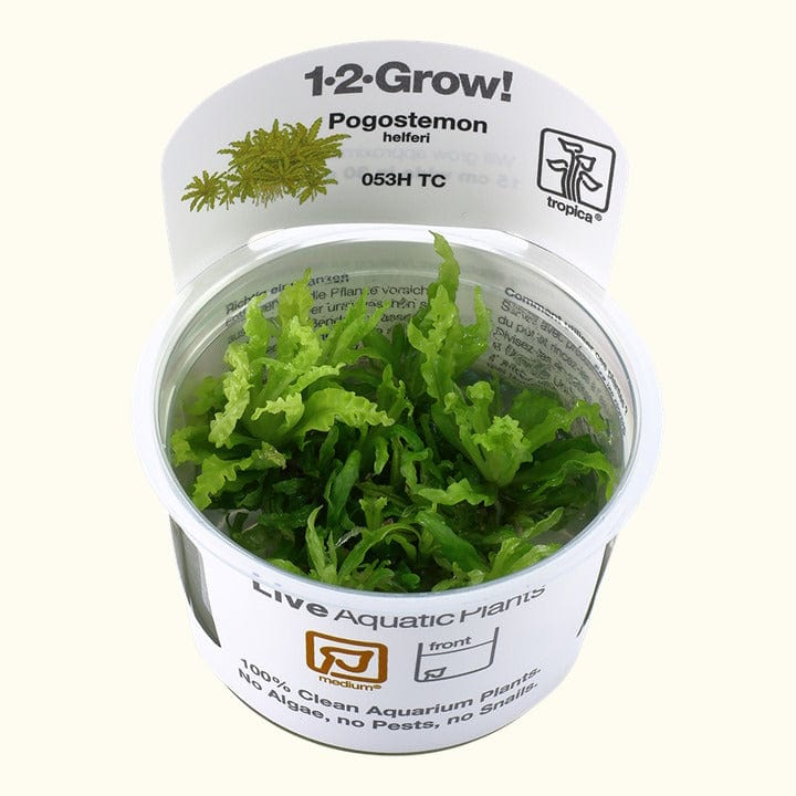 pogostemon-helferi-tissue-culture-34547396575301