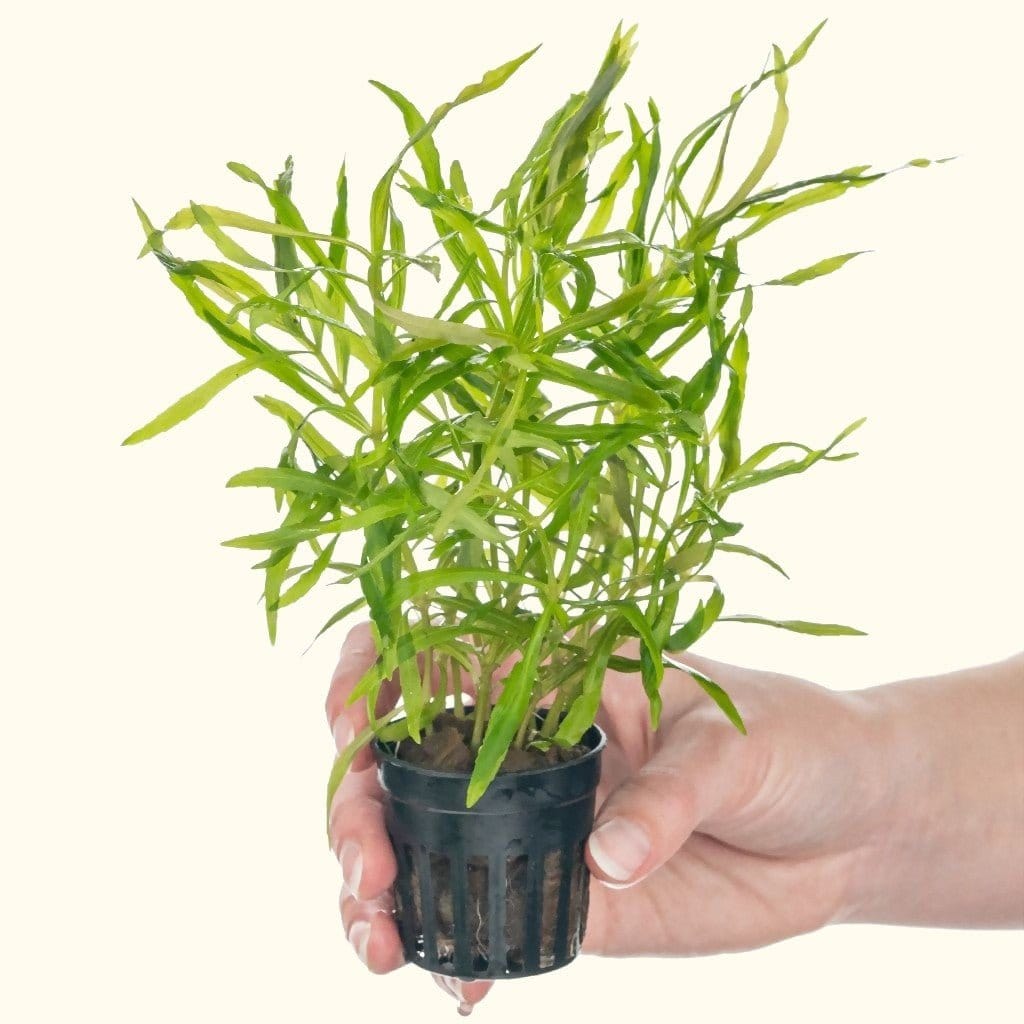 pogostemon-stellatus-octopus-1805727