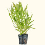 Pogostemon Stellatus 'Octopus' - Aquarium Co - Op