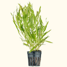 Load image into Gallery viewer, Pogostemon Stellatus &amp;#39;Octopus&amp;#39; - Aquarium Co - Op
