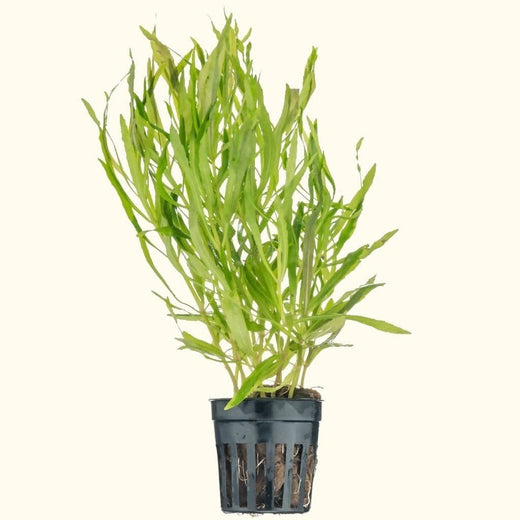 pogostemon-stellatus-octopus-6863887