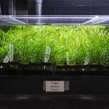 Load image into Gallery viewer, Pogostemon Stellatus &amp;#39;Octopus&amp;#39; - Aquarium Co - Op
