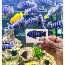 Load image into Gallery viewer, Pseudotropheus Saulosi Decal Sticker - Aquarium Co - Op
