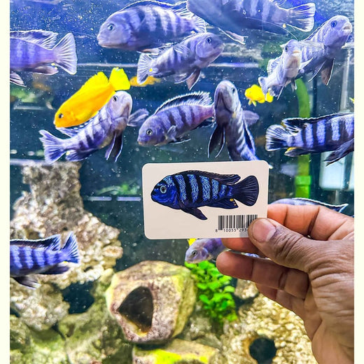 pseudotropheus-saulosi-decal-sticker-3163679