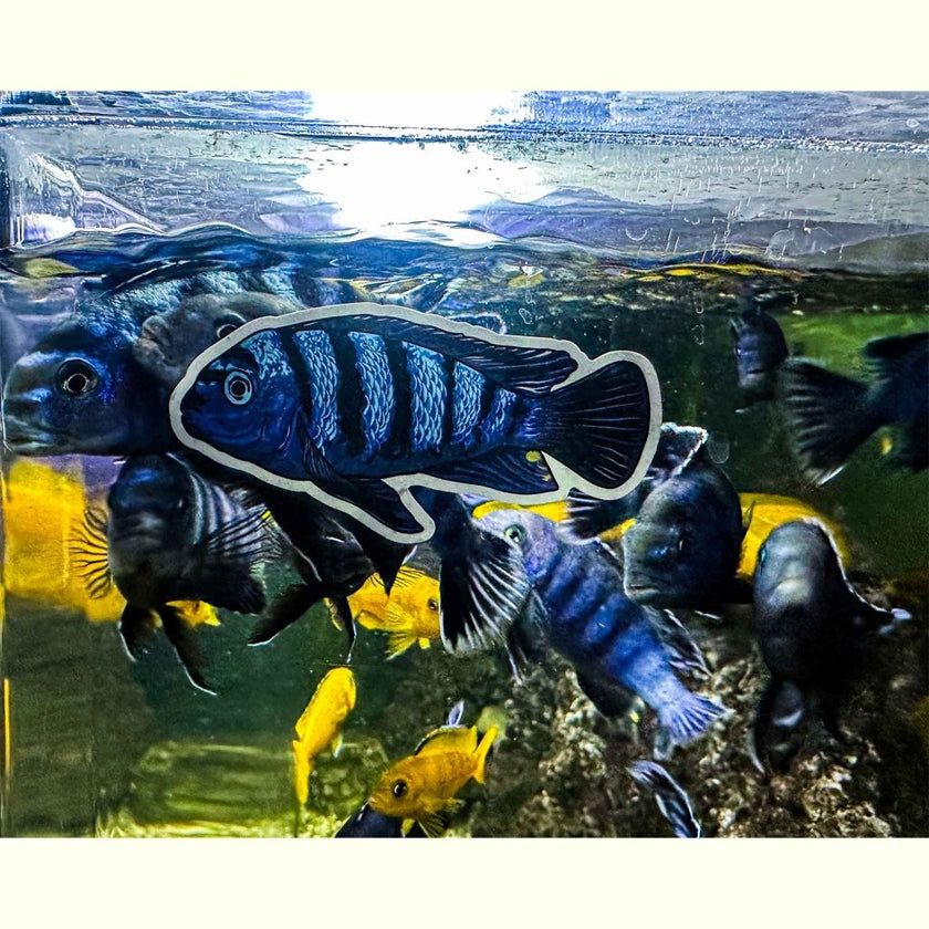 pseudotropheus-saulosi-decal-sticker-3386377